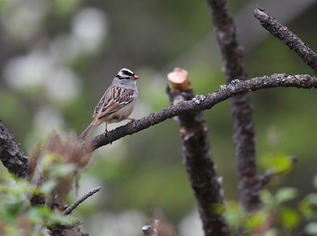 White-crowned Sparrow - ML617959065
