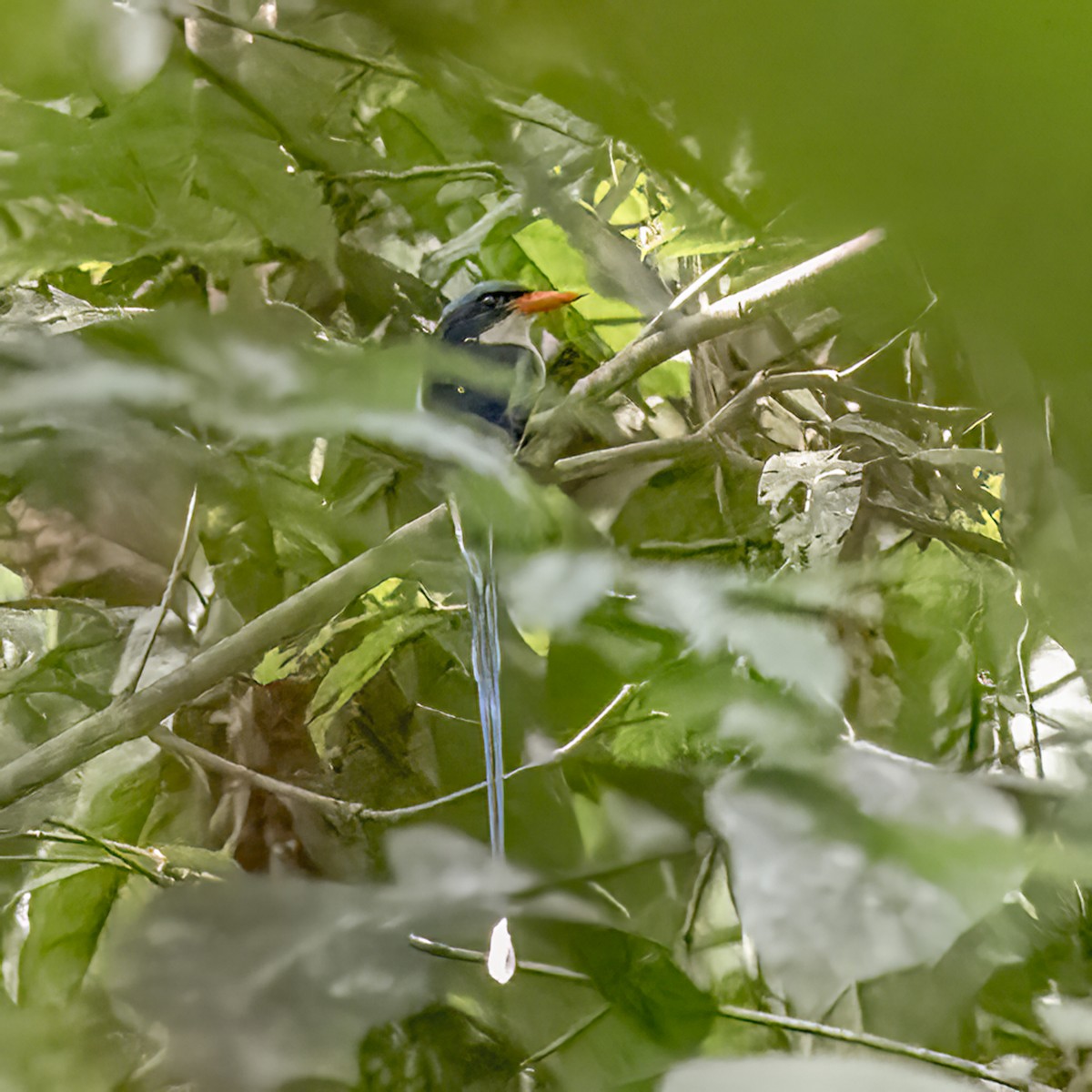 Common Paradise-Kingfisher - ML617959096