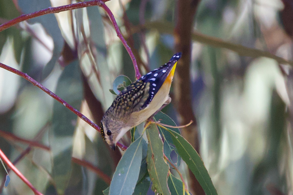 Spotted Pardalote - ML617959111
