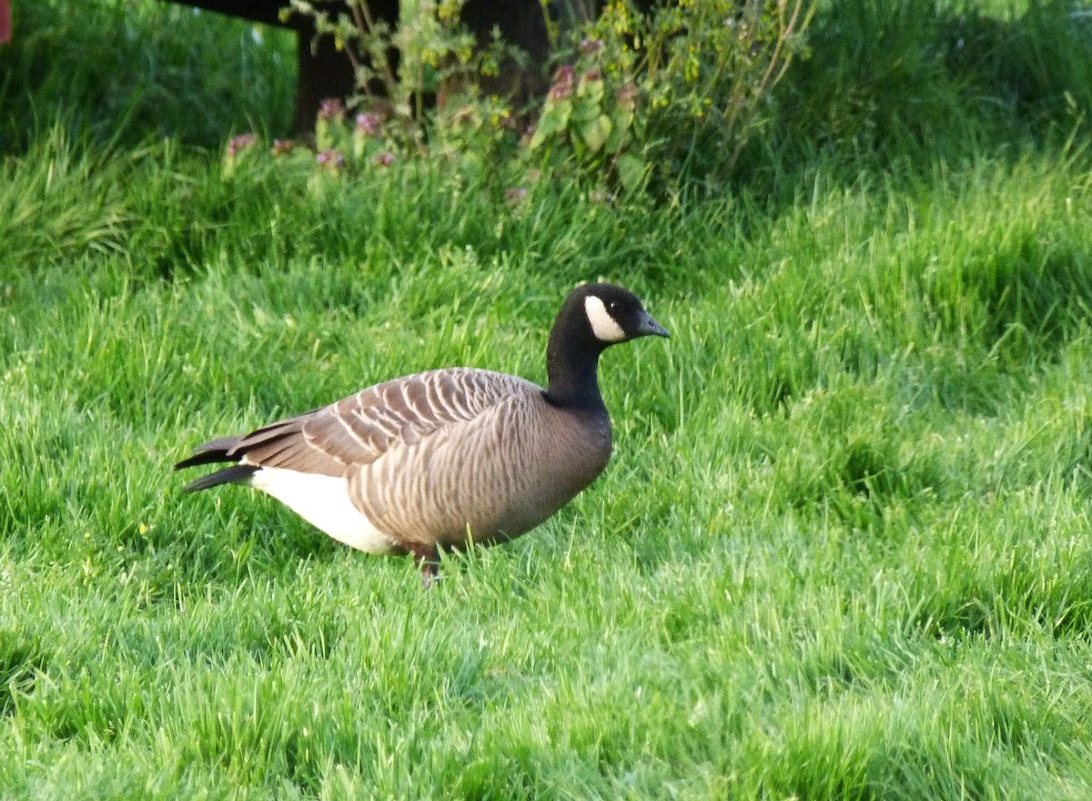 Cackling Goose (minima) - ML617959114