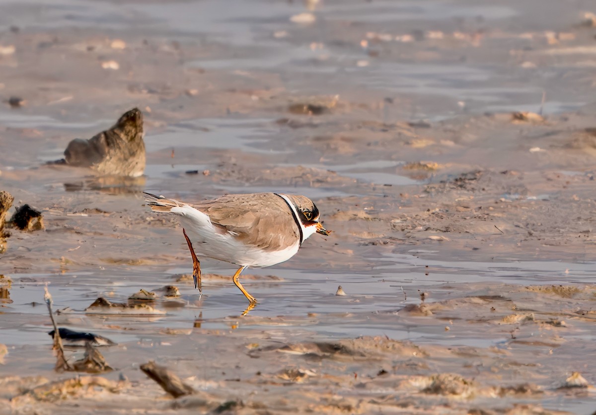 Semipalmated Plover - ML617959115