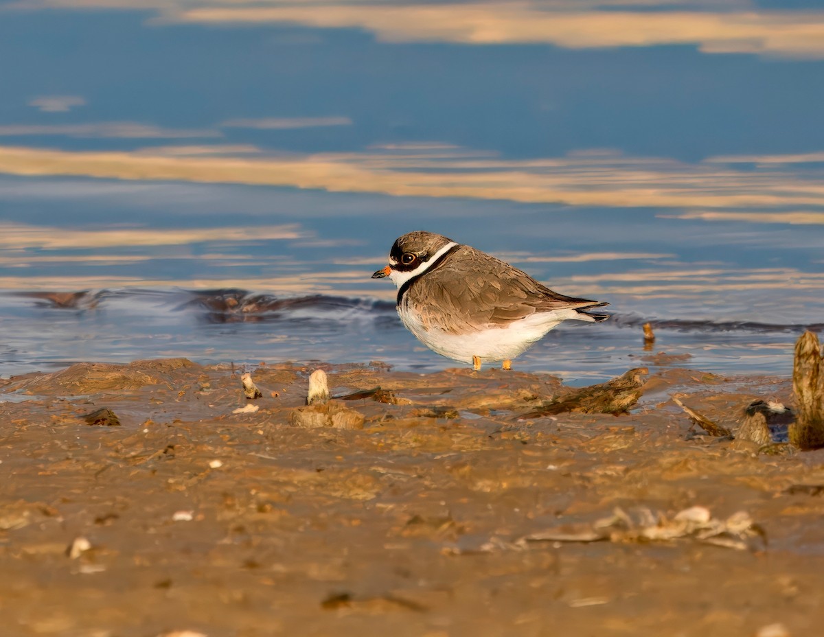 Semipalmated Plover - ML617959116