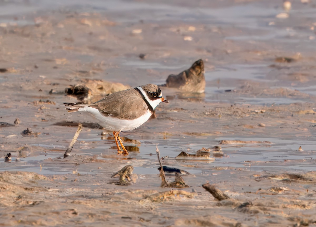 Semipalmated Plover - ML617959117