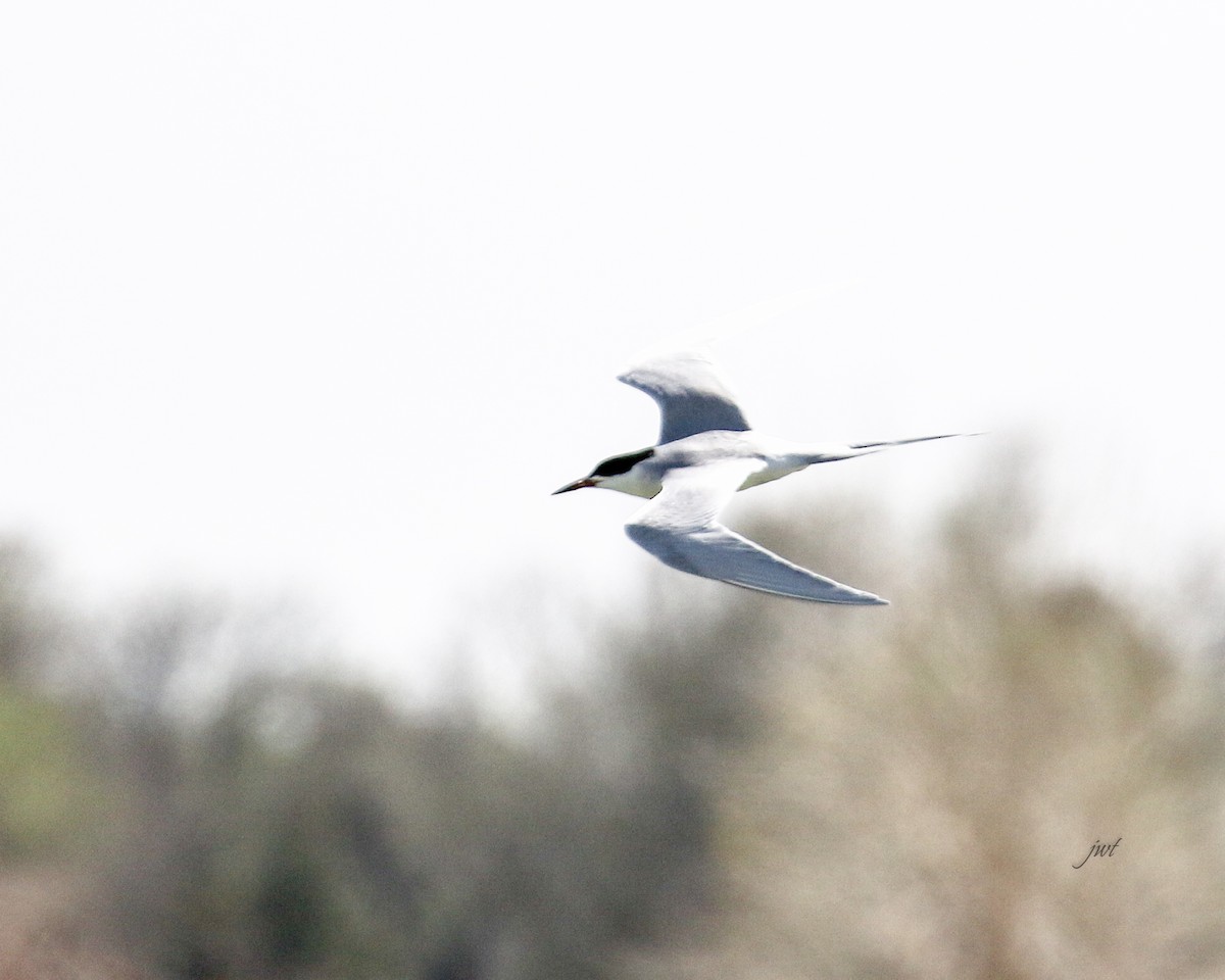 Forster's Tern - Janeal W. Thompson