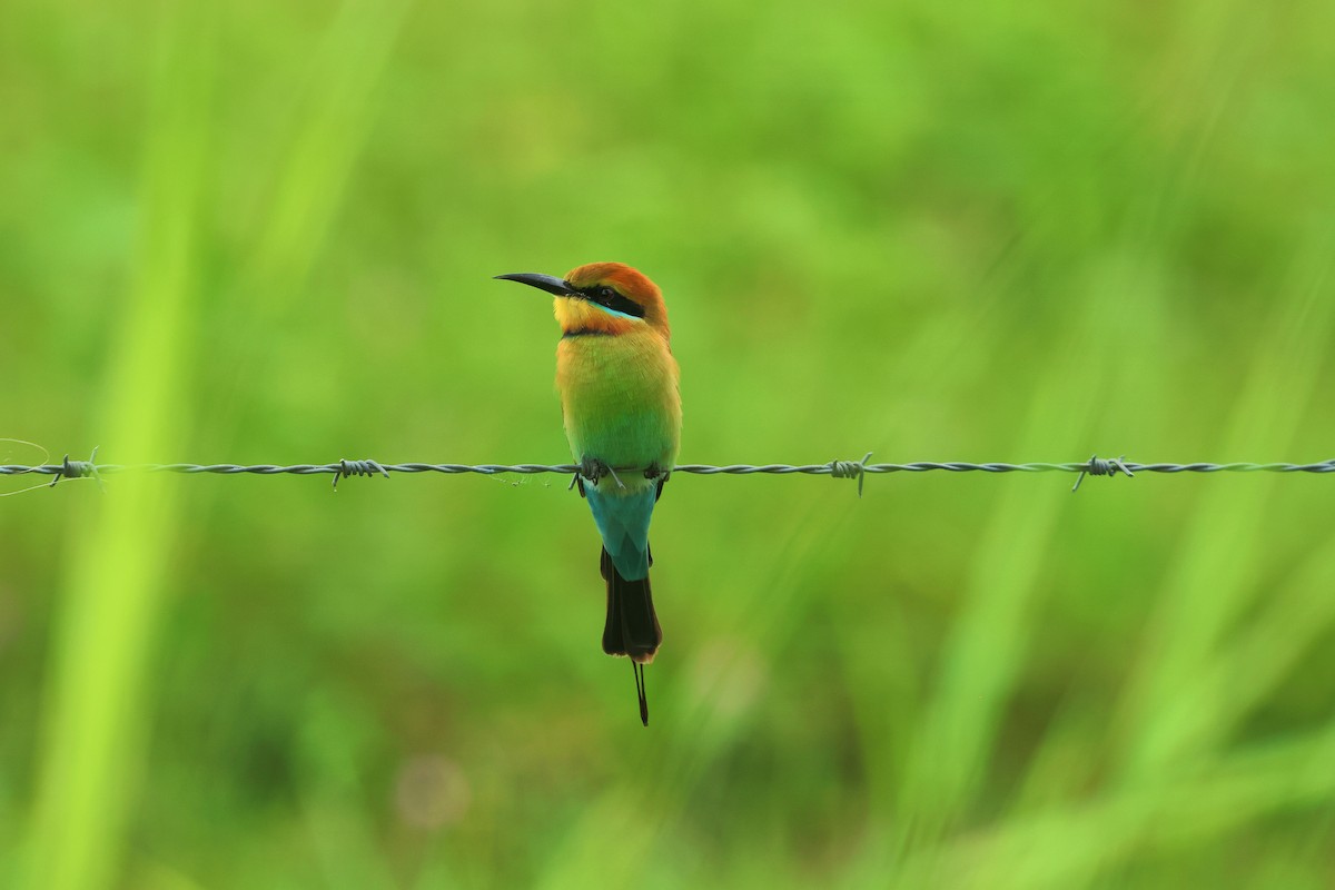 Rainbow Bee-eater - Stan Skeates