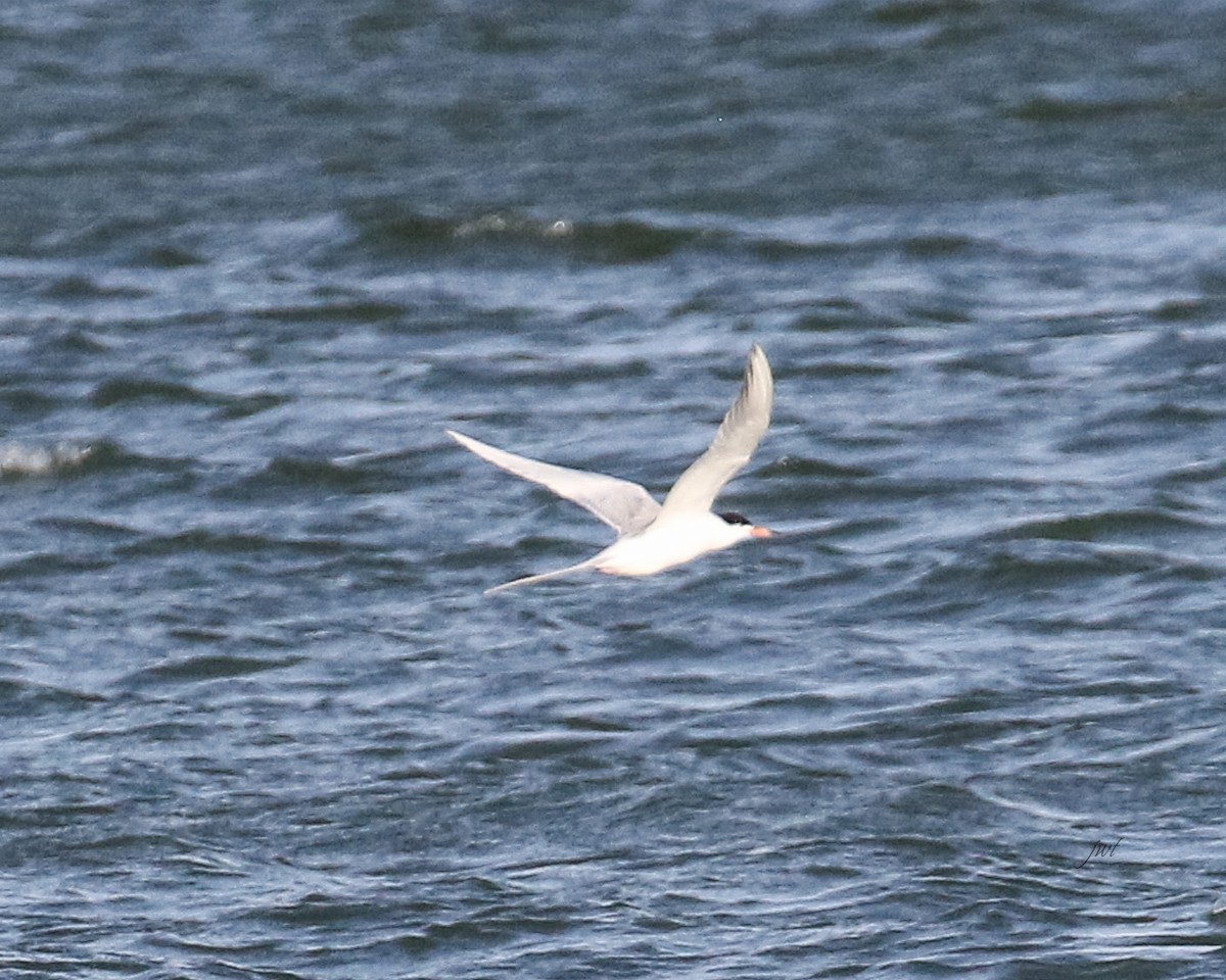Forster's Tern - Janeal W. Thompson