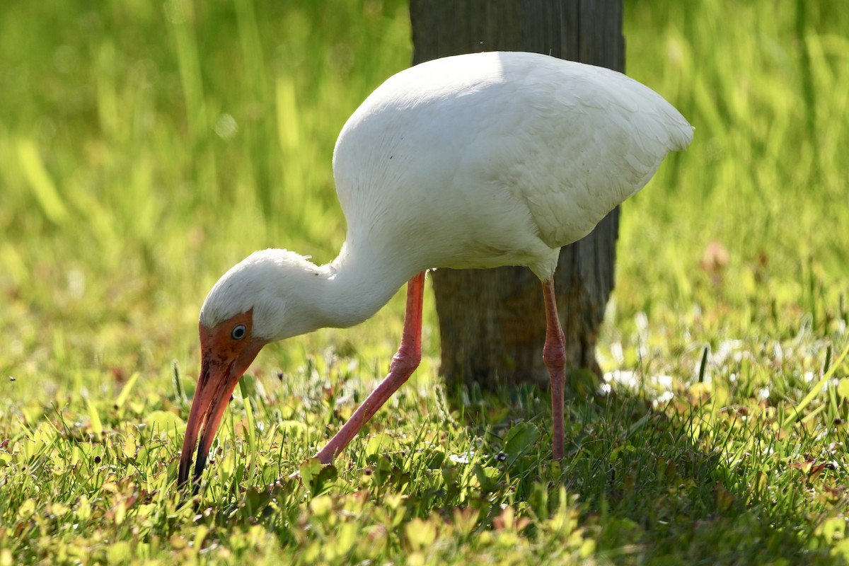 ibis bílý - ML617959164
