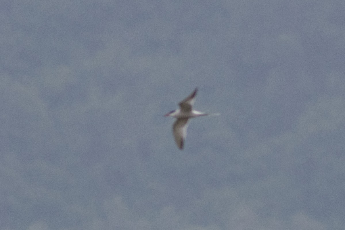 Common Tern - ML617959179