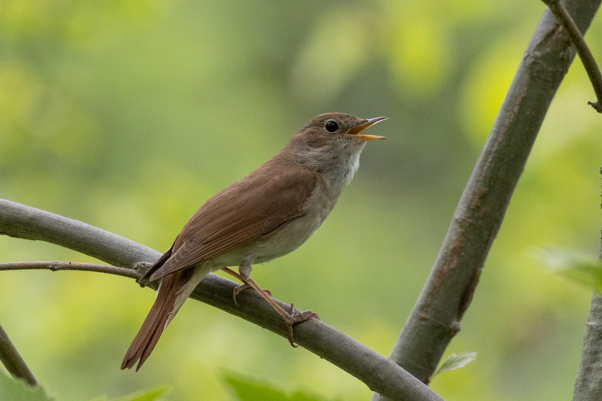 Common Nightingale - ML617959182