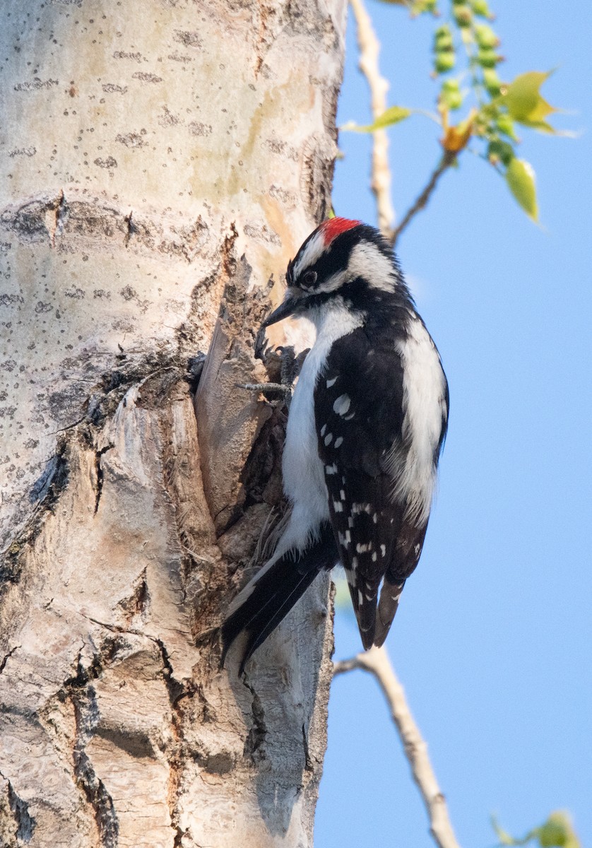 Downy Woodpecker (Rocky Mts.) - ML617959195