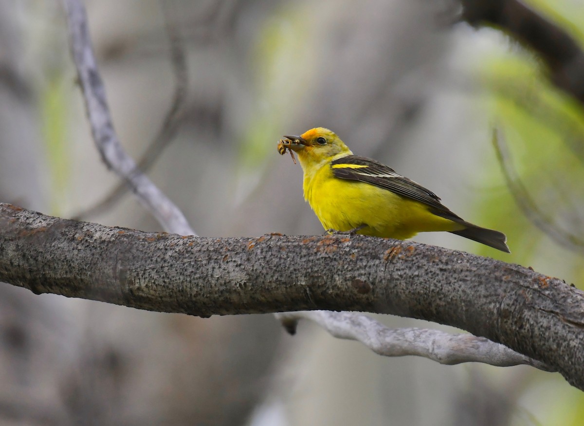Western Tanager - ML617959208