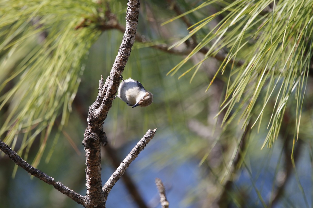 Brown-headed Nuthatch - ML617959211