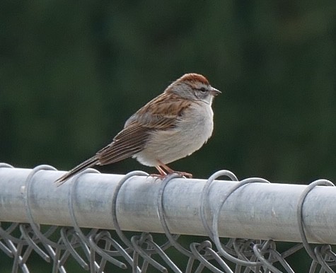 Chipping Sparrow - ML617959212