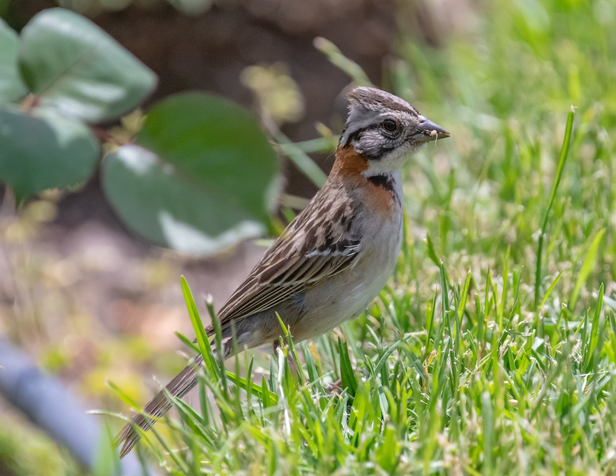 Rufous-collared Sparrow - ML617959215