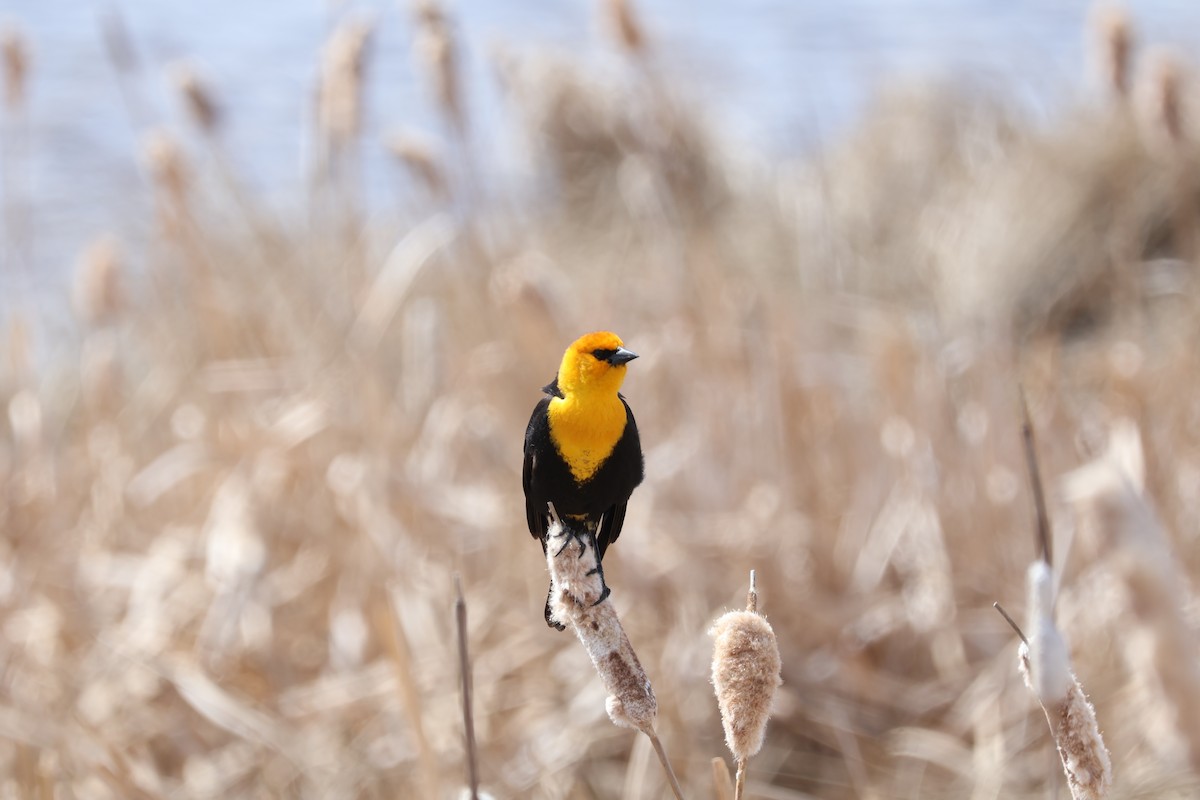 Yellow-headed Blackbird - ML617959219