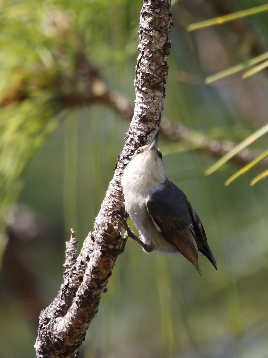 Brown-headed Nuthatch - ML617959220