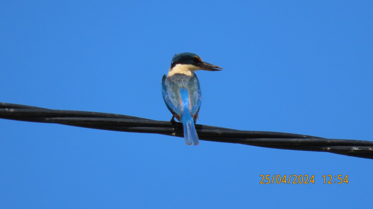 Sacred Kingfisher (Australasian) - Norton Gill