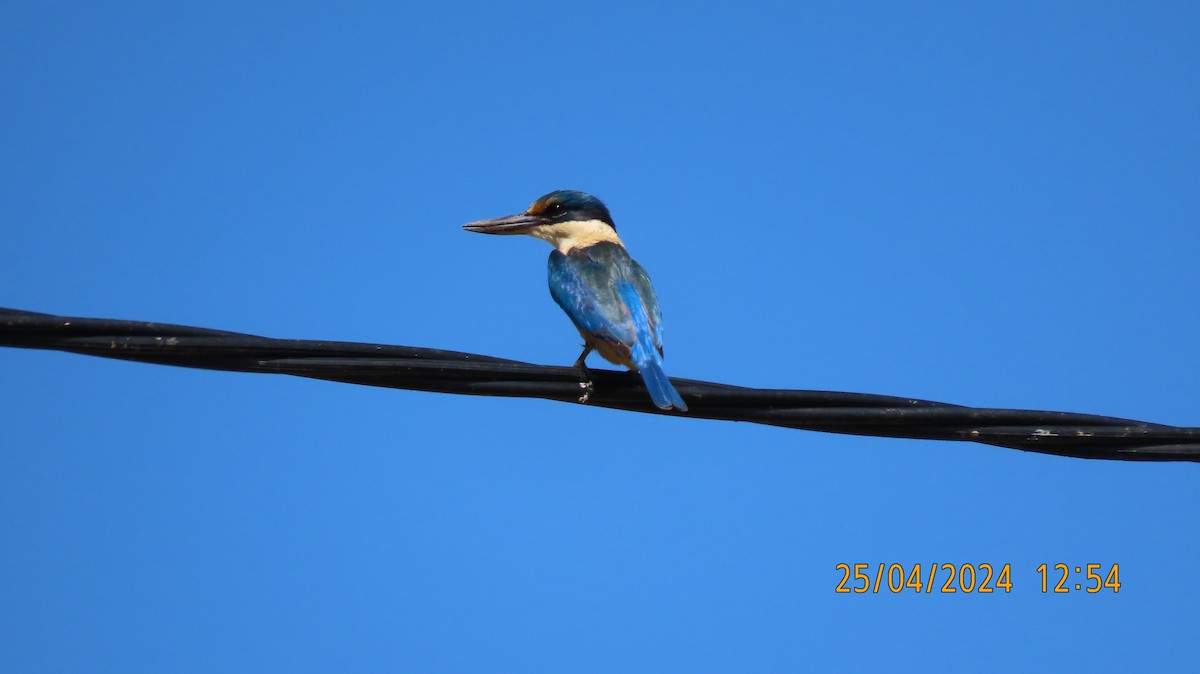 Sacred Kingfisher (Australasian) - ML617959260