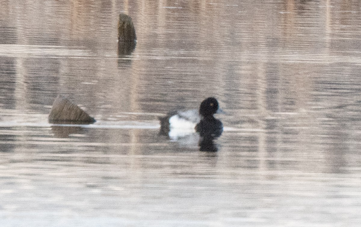 Greater/Lesser Scaup - ML617959271
