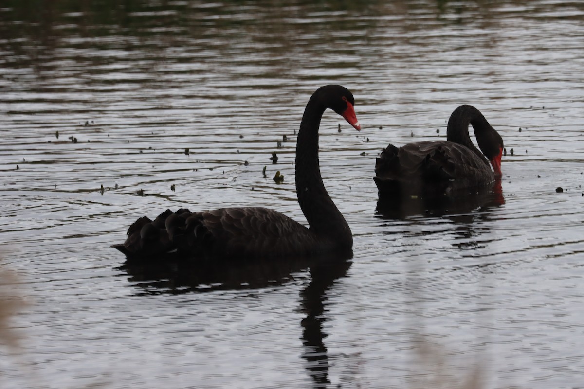 Black Swan - ML617959274