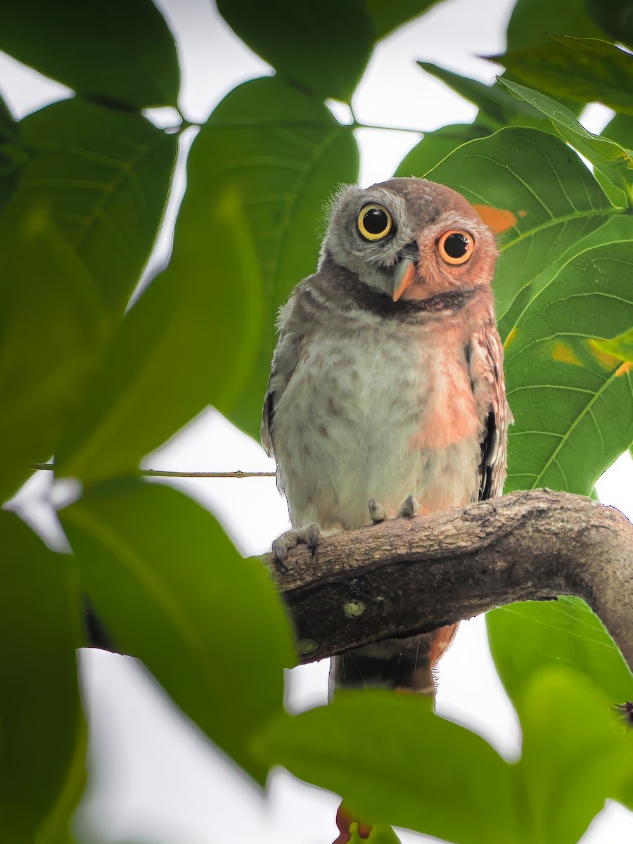 Spotted Owlet - Kamin Kamani