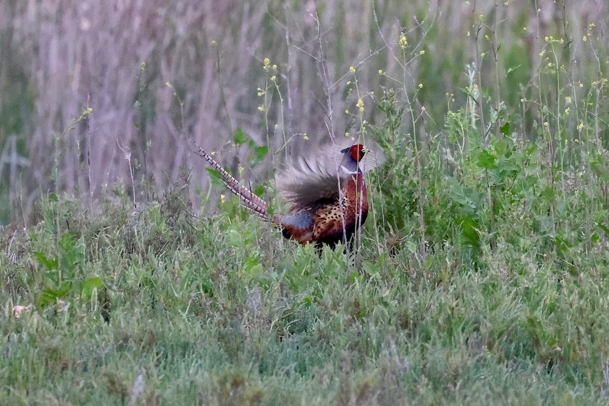 Ring-necked Pheasant - vijay t