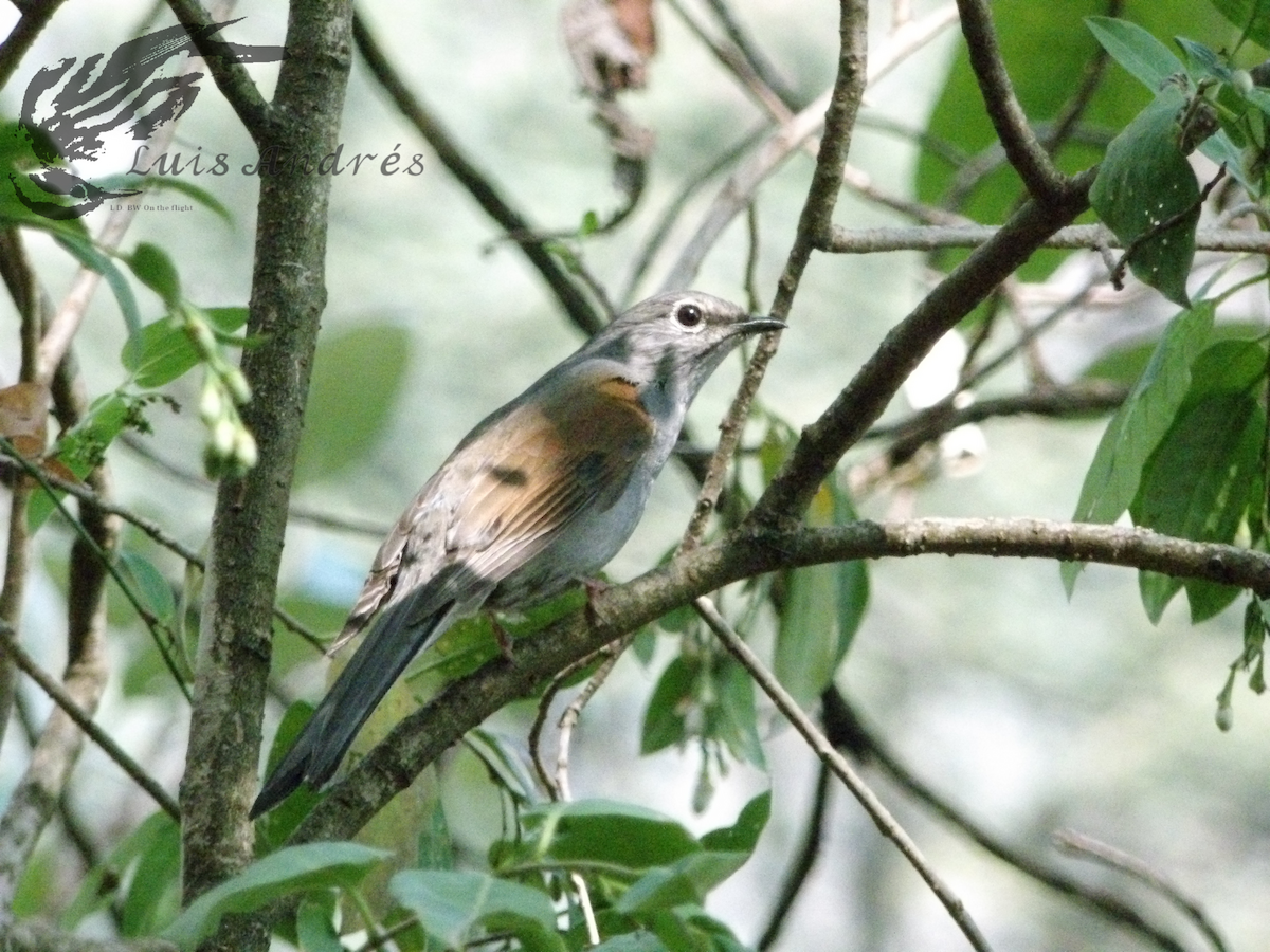 Brown-backed Solitaire - ML617959349