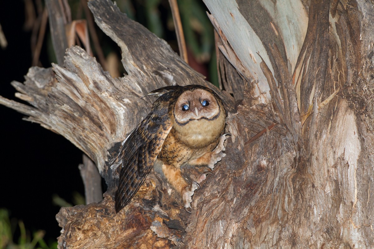 Australian Masked-Owl - ML617959364
