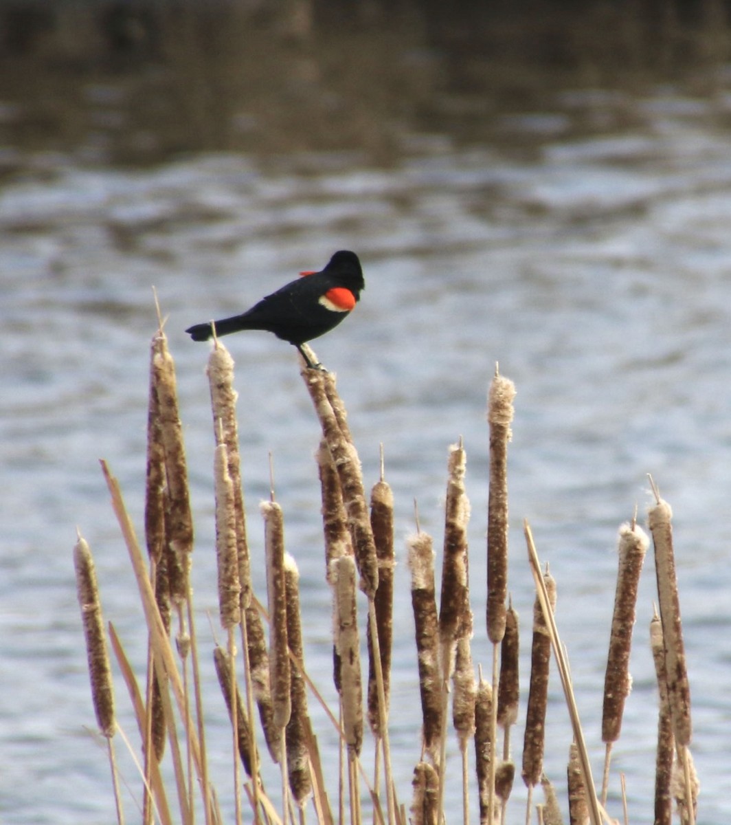 Red-winged Blackbird - ML617959381