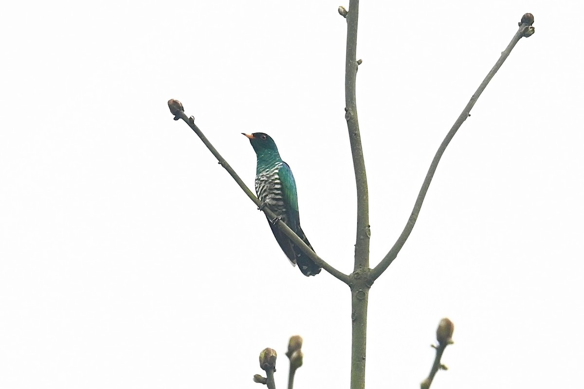 Asian Emerald Cuckoo - ML617959424