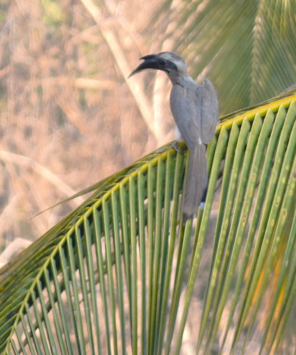 Indian Gray Hornbill - ML617959426