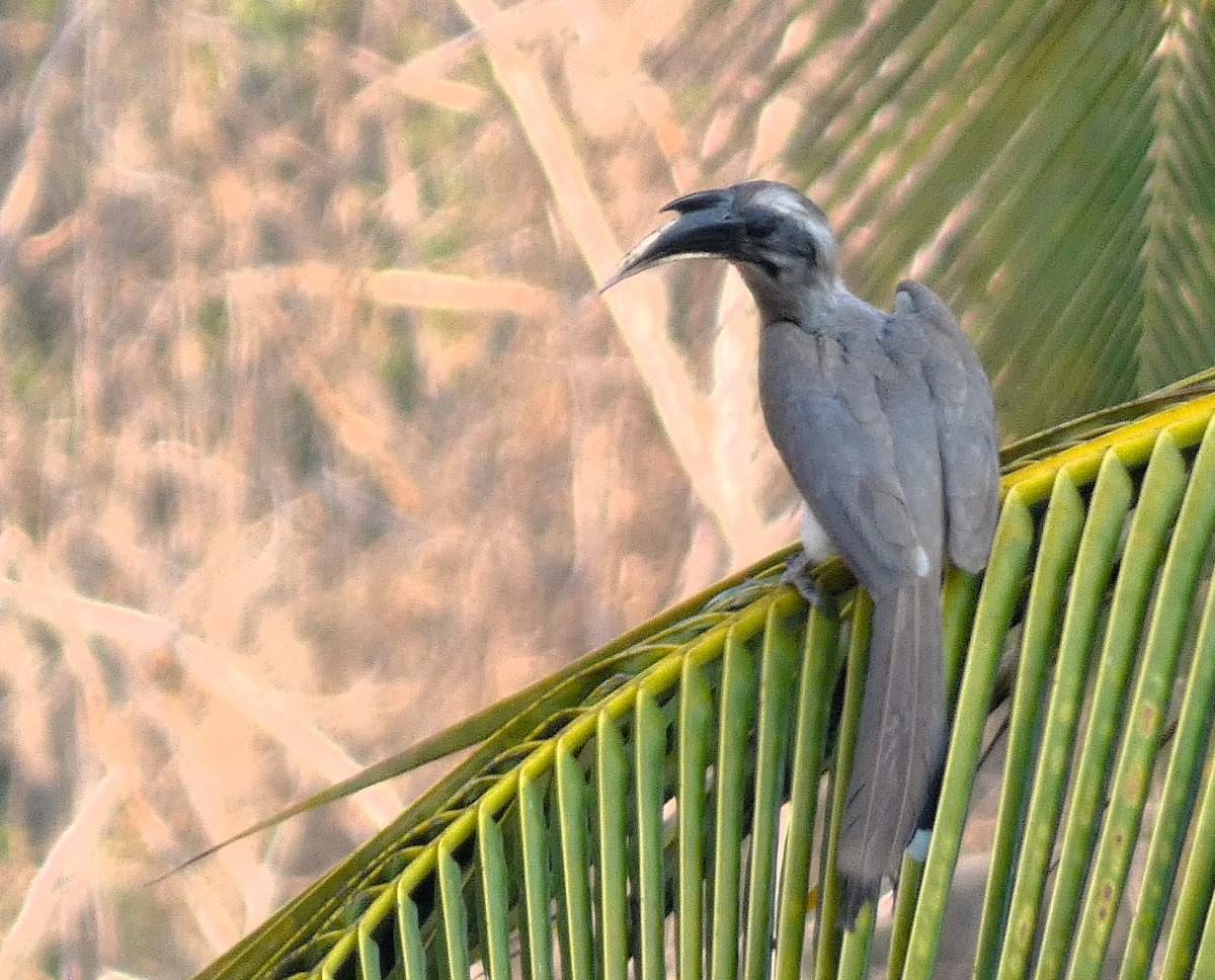 Indian Gray Hornbill - ML617959428