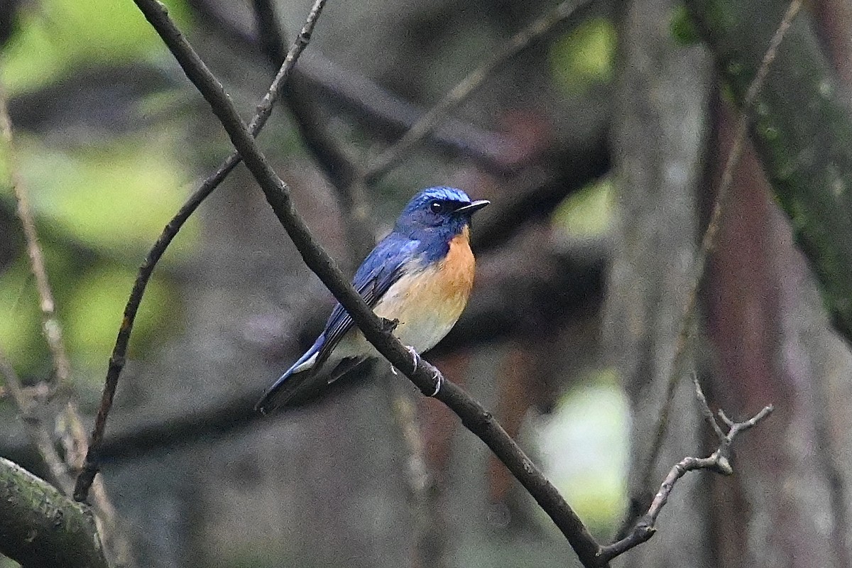 Chinese Blue Flycatcher - Dong Qiu