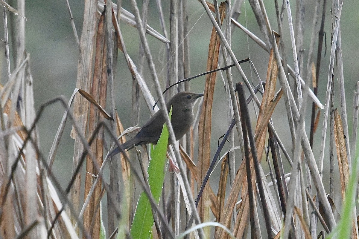 Sichuan Bush Warbler - Dong Qiu