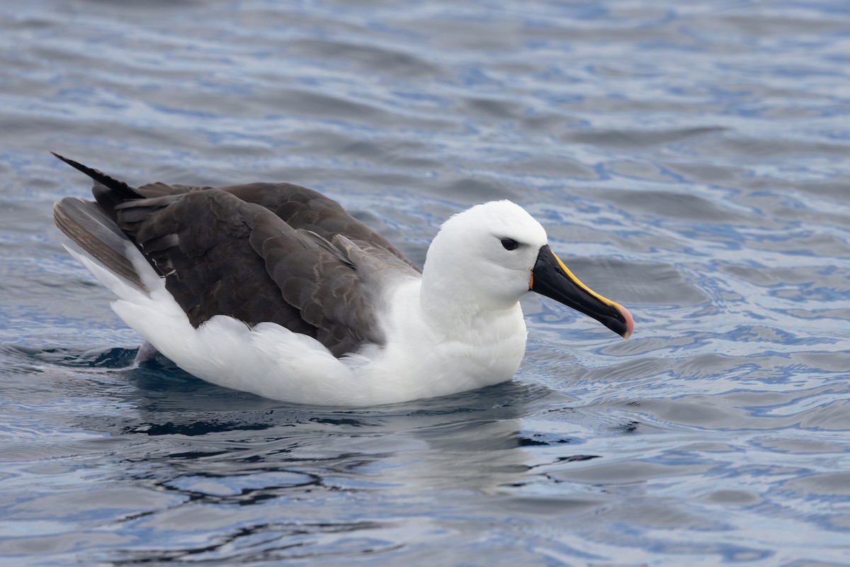 Indian Yellow-nosed Albatross - Dan Pendavingh
