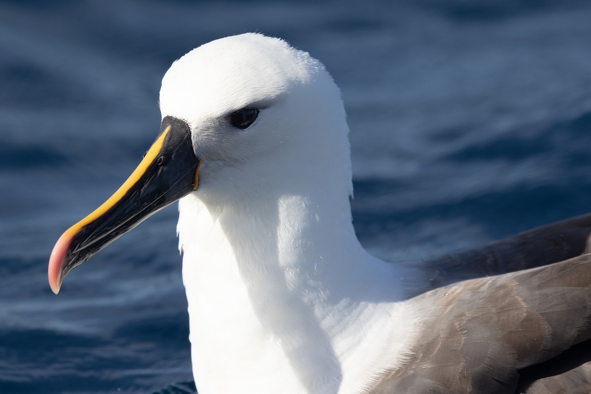 Indian Yellow-nosed Albatross - ML617959472