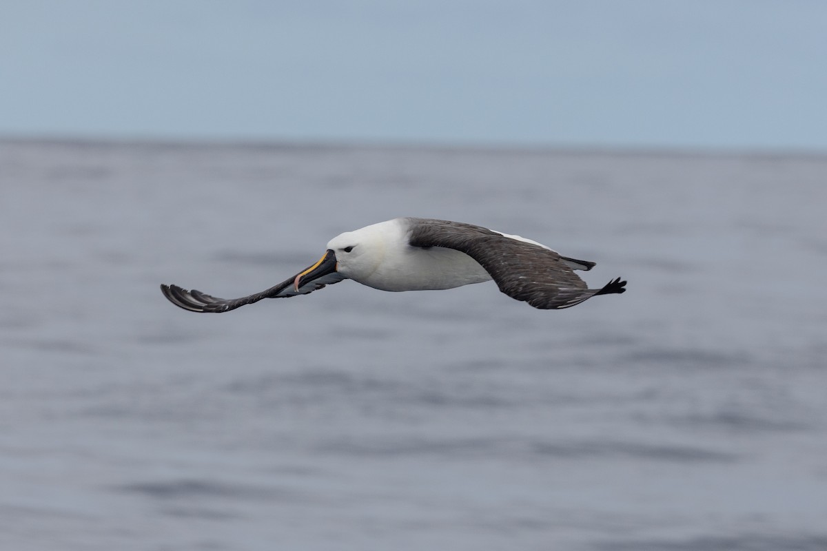 Indian Yellow-nosed Albatross - ML617959473