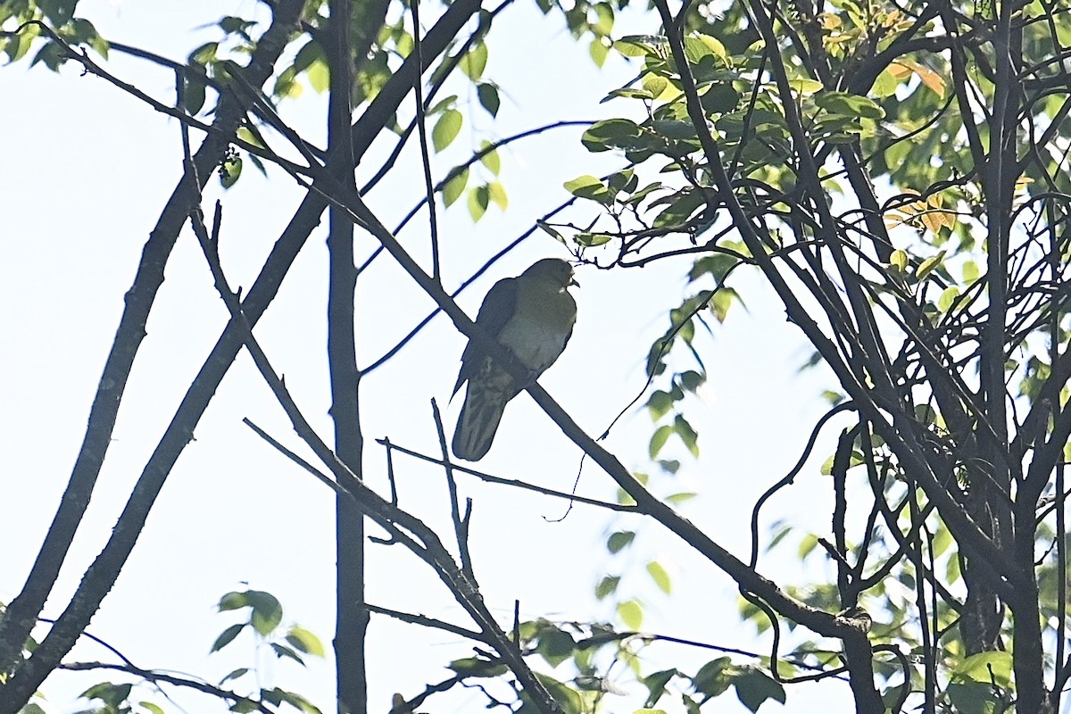 White-bellied Green-Pigeon - ML617959482