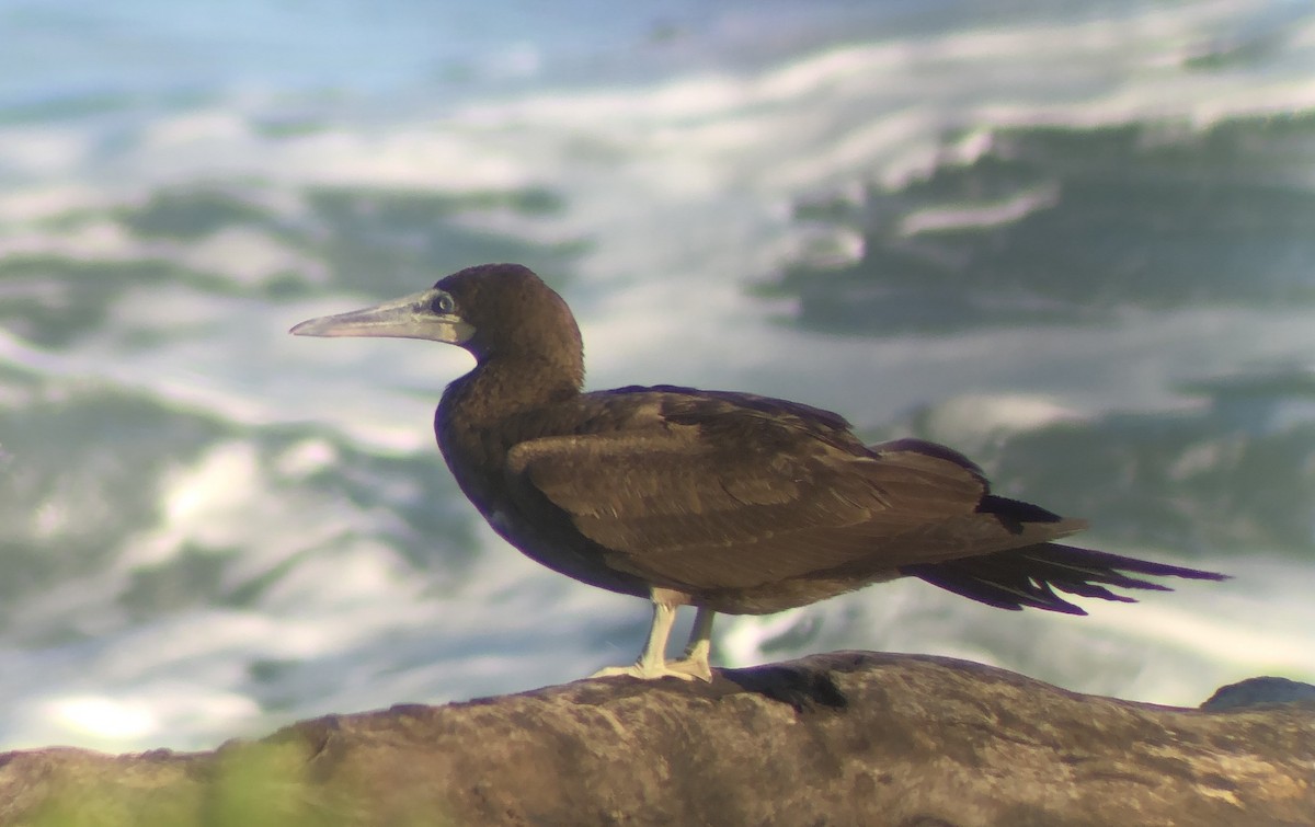 Brown Booby - ML617959487