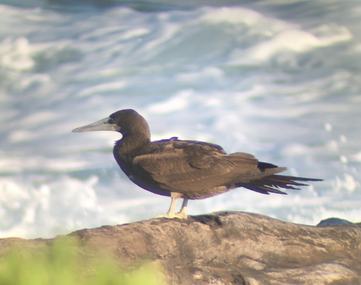 Brown Booby - ML617959488