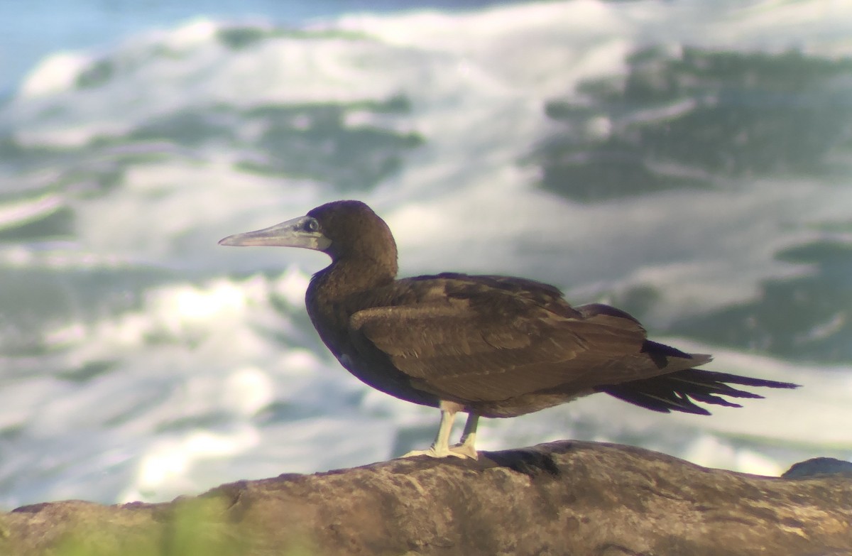 Brown Booby - ML617959490