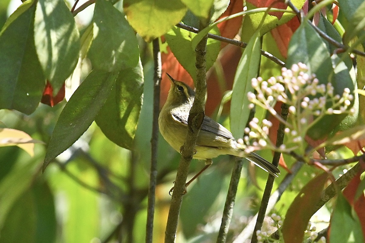 Buff-throated Warbler - ML617959491