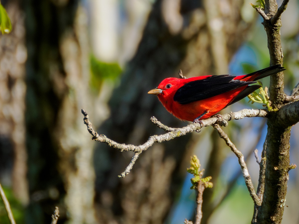 Scarlet Tanager - ML617959493