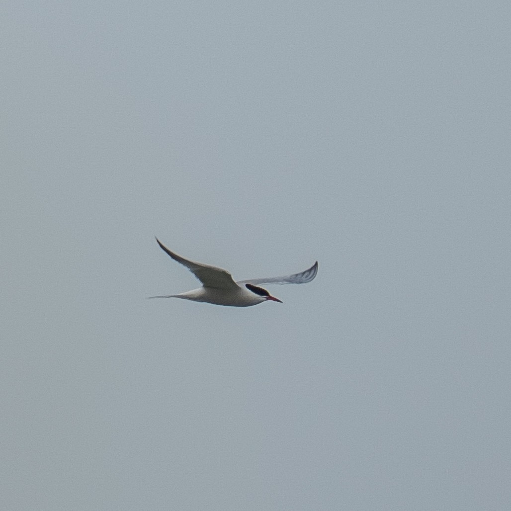 Common Tern - ML617959517