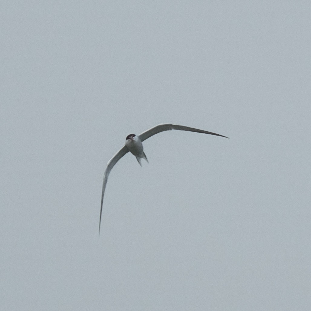 Common Tern - ML617959518