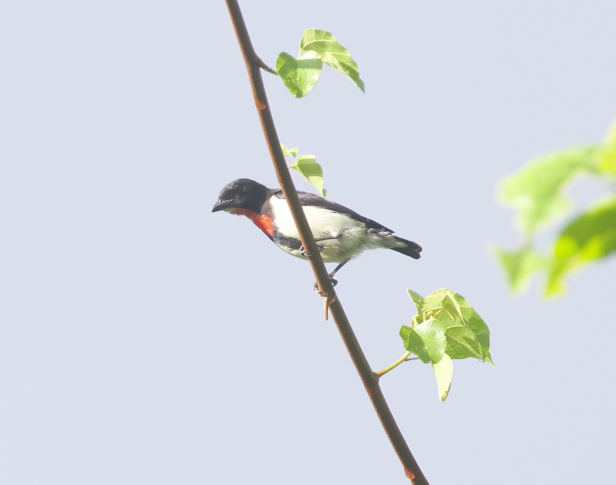 Red-chested Flowerpecker - ML617959534