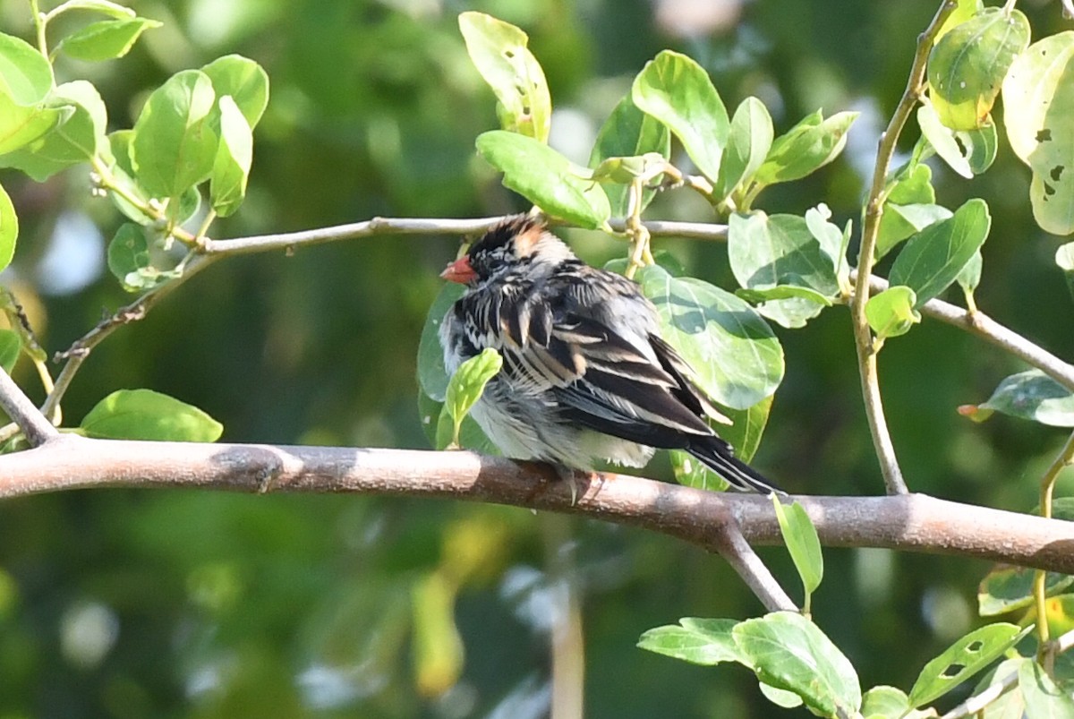 Pin-tailed Whydah - ML617959543