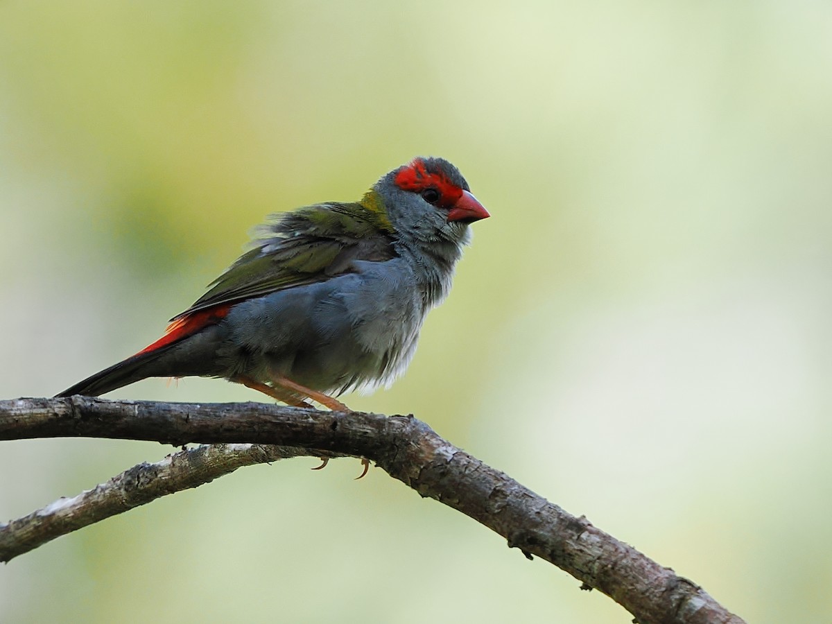 Red-browed Firetail - ML617959544