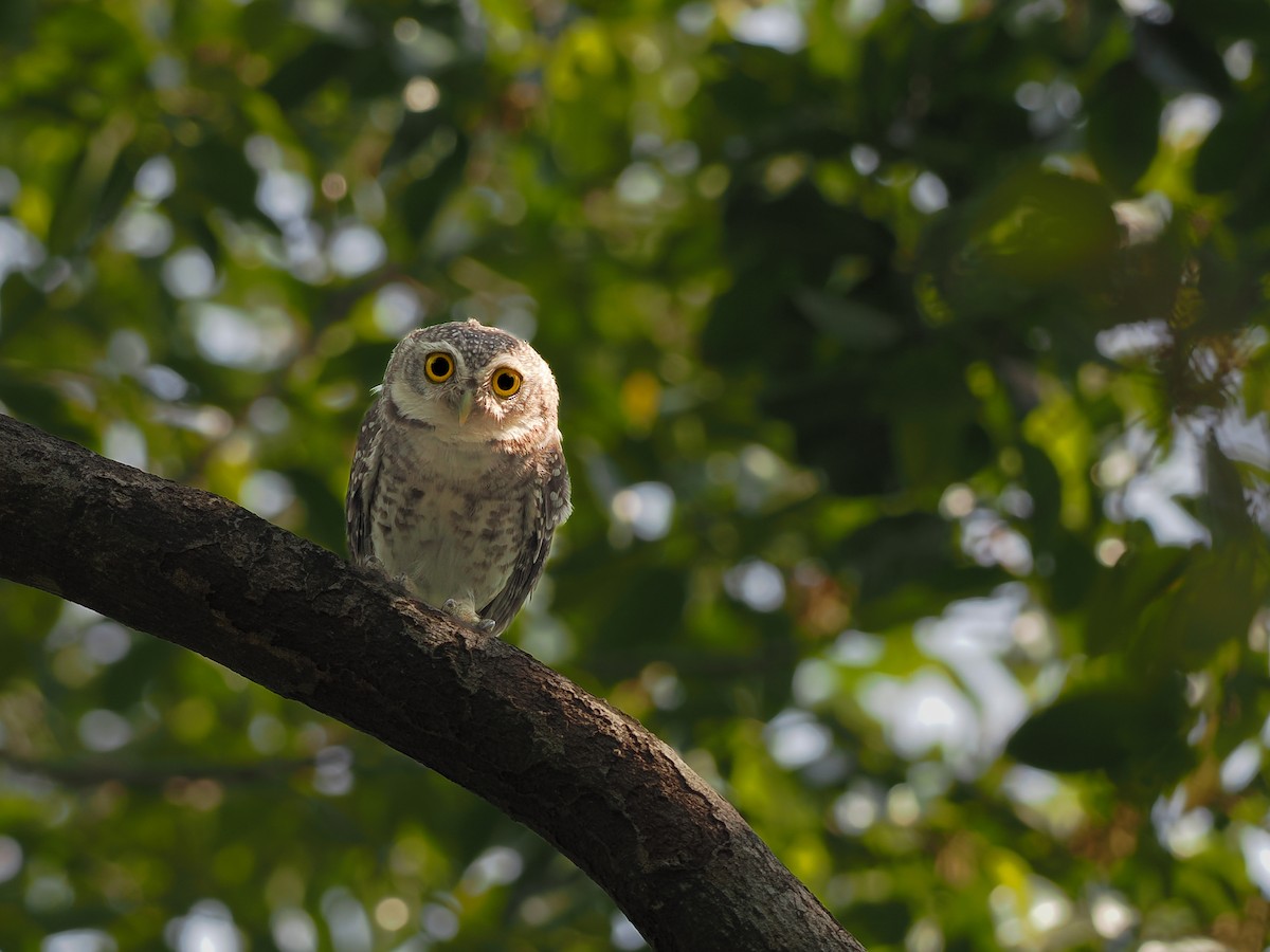 Spotted Owlet - ML617959558