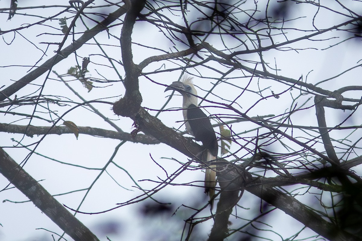 White-crowned Hornbill - ML617959559